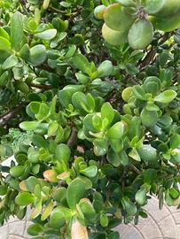 ALBERO DI GIADA - CRASSULA OVATA