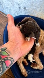Lagotto Romagnolo