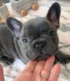 BULLDOG FRANCESE - BOULELDOGUE CUCCIOLI blu