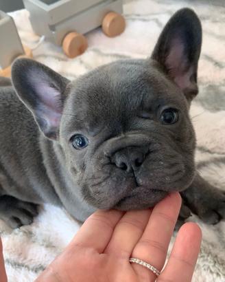 BULLDOG FRANCESE - BOULELDOGUE CUCCIOLI blu