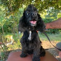 Cocker Spaniel Femmina da Tartufo