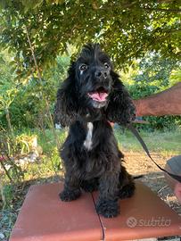 Cocker Spaniel Femmina da Tartufo