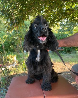 Cocker Spaniel Femmina da Tartufo