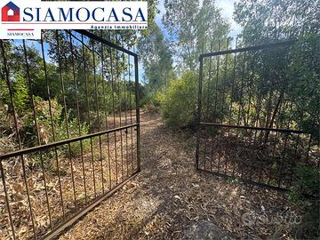 Terreno di 10.000 mq con decine di piante di ulivo