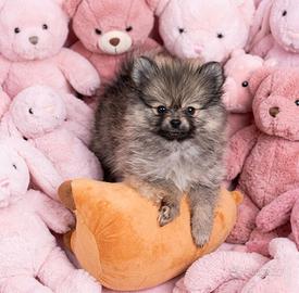 Pomerania spitz nano russo coreano red