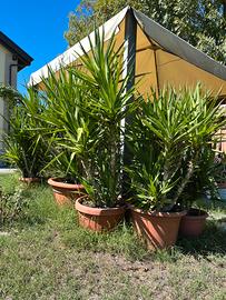 Piante Yucca, Nespolo e Aloe