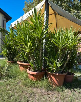 Piante Yucca, Nespolo e Aloe