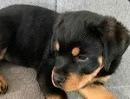 Cane Rottweiler