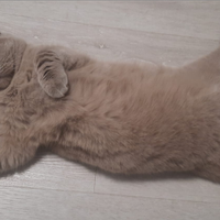 Gatto scottish per accoppiamento