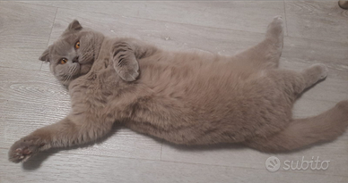 Gatto scottish per accoppiamento