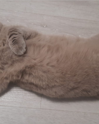 Gatto scottish per accoppiamento