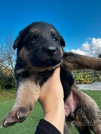 Cuccioli di pastore tedesco