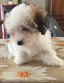 Coton de Tulear