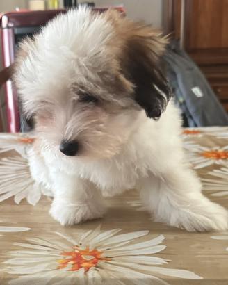 Coton de Tulear