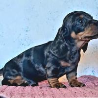 Cuccioli di bassotto nano