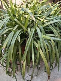orchidea 