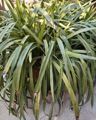 orchidea 