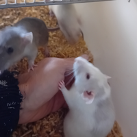 Baby ratto norvegese