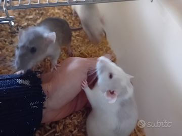 Baby ratto norvegese