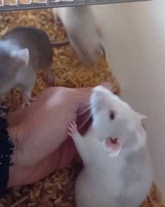 Baby ratto norvegese