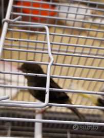 Femmina Timbrado Original.non classica od altro