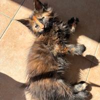 Cuccioli di Maine coon con pedigree