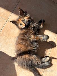 Cuccioli di Maine coon con pedigree