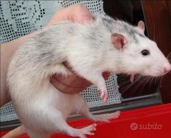 Ratti e topi domestici criceti europei