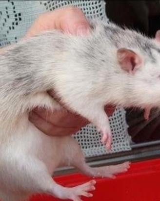 Ratti e topi domestici criceti europei
