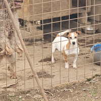 Cani da tartuf