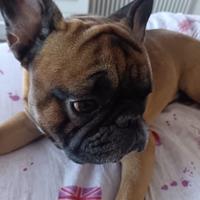 Bulldog disponibile per monta