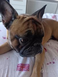 Bulldog disponibile per monta