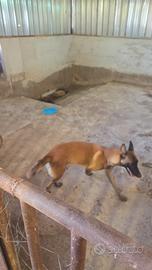 Cuccioli di Pastore Belga Malinois