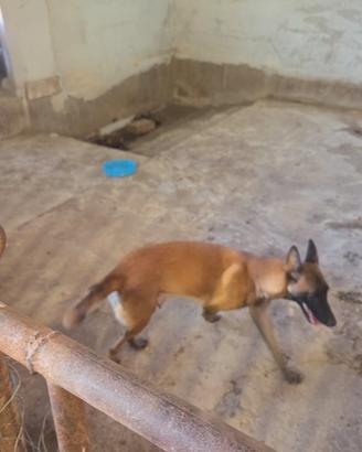 Cuccioli di Pastore Belga Malinois