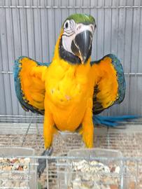 Ara ararauna