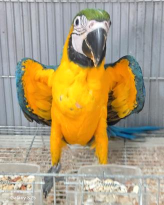 Ara ararauna