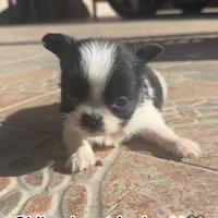 Chihuahua