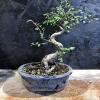 Bonsai Zelkova olmo cinese