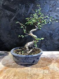 Bonsai Zelkova olmo cinese