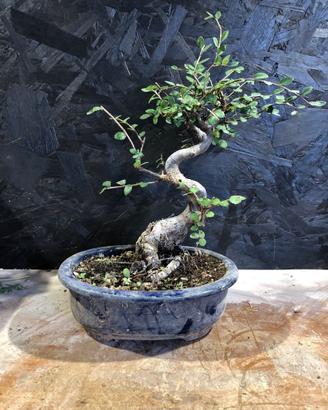 Bonsai Zelkova olmo cinese