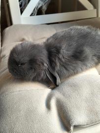 Coniglio ariete nano