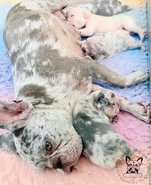 Cuccioli bulldog francese