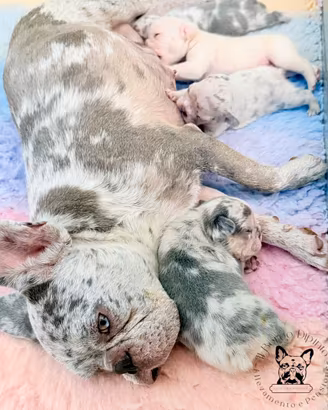 Cuccioli bulldog francese