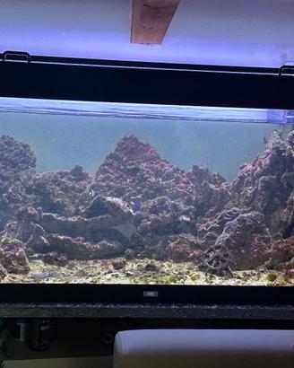 Acquario marino JUWEL con rocce e accessori