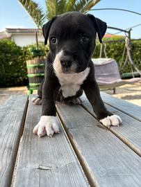 Dono cucciola amstaff
