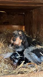 Griffon bleu de Gascogne