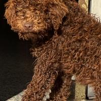 Lagotto romagnolo