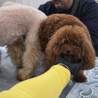 Barboncino tea cup in stazione di monta