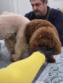 Barboncino tea cup in stazione di monta