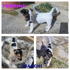 Cuccioli jack russel